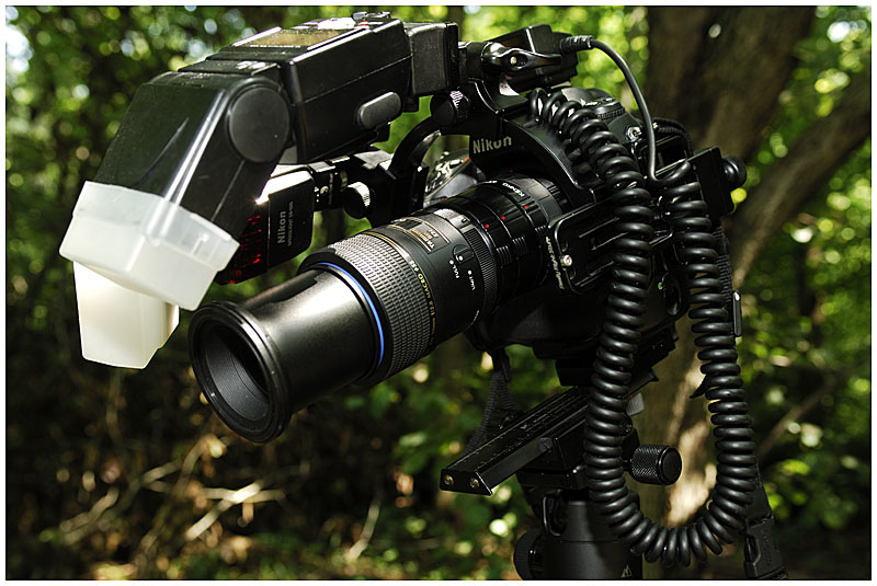 90mm Tamron with Kenko Auto-Extension Tubes