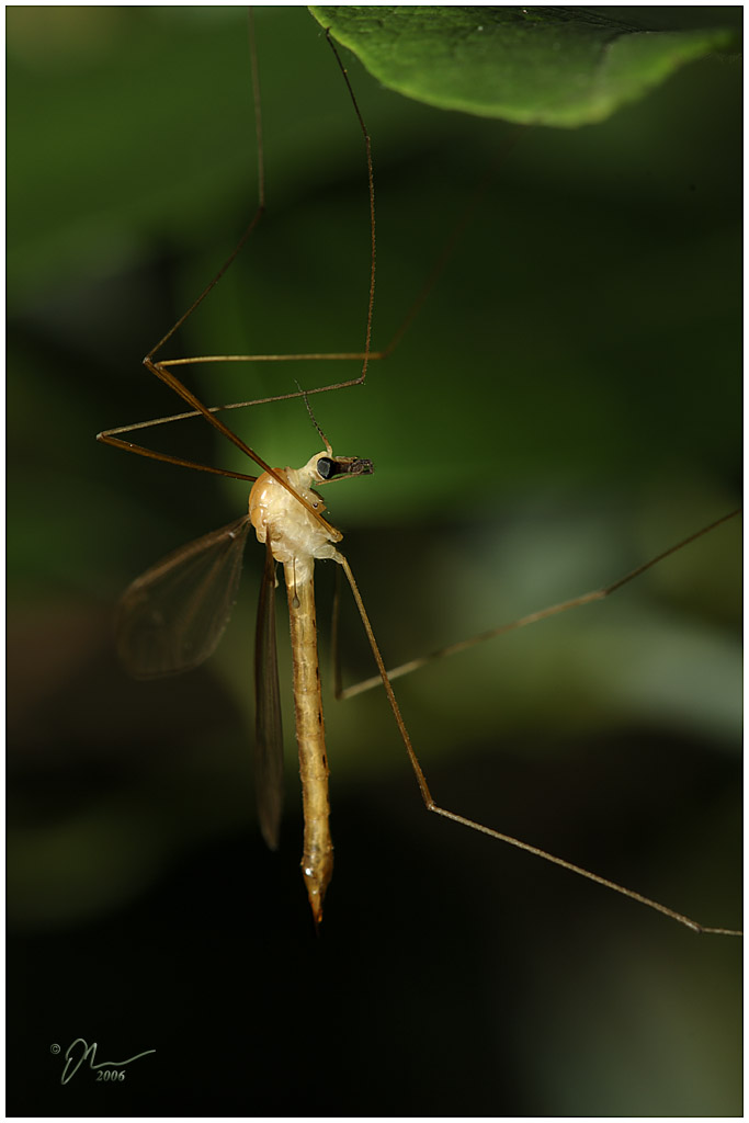 cranefly.jpg