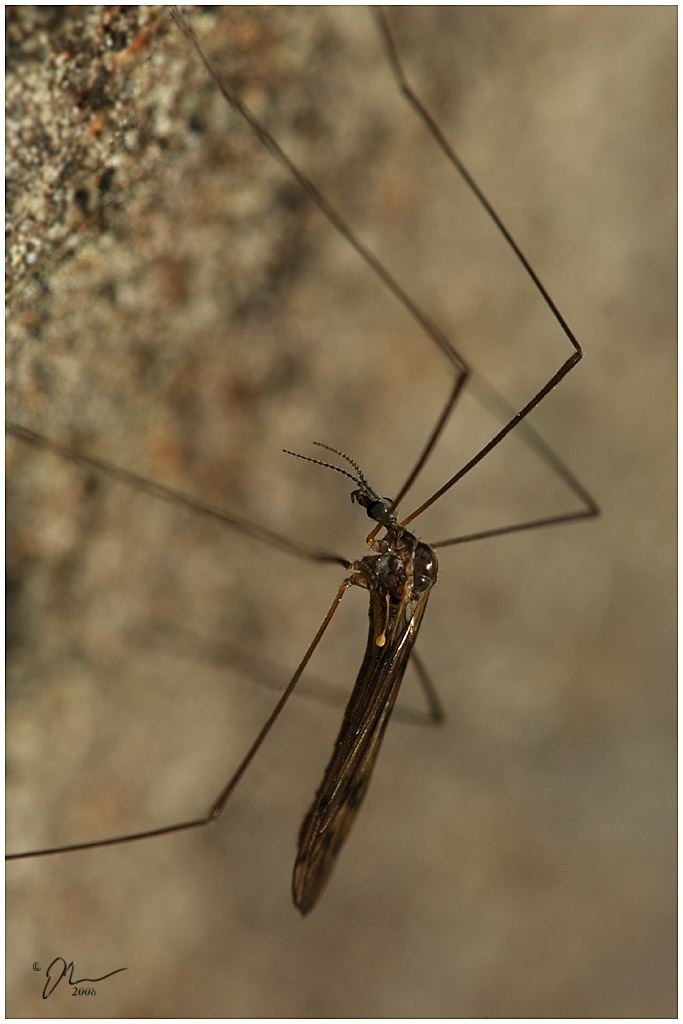 cranefly2.jpg