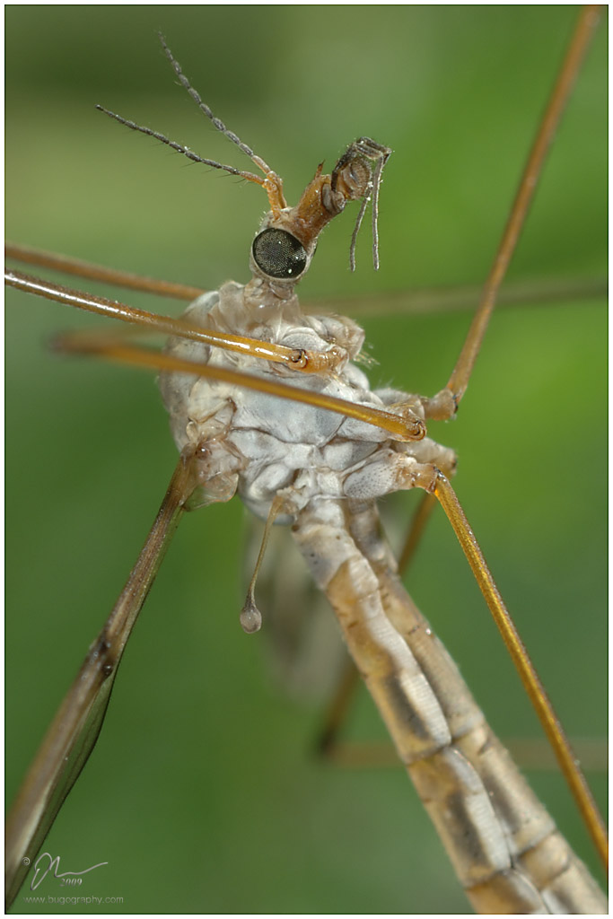 cranefly4.jpg