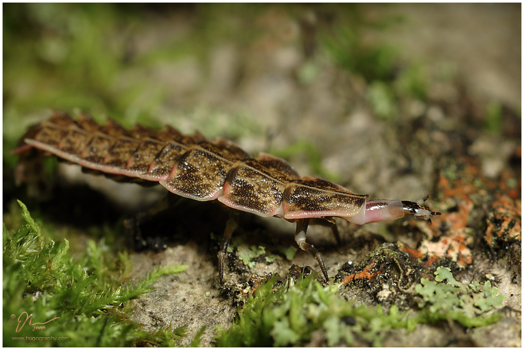 flatworm1.jpg