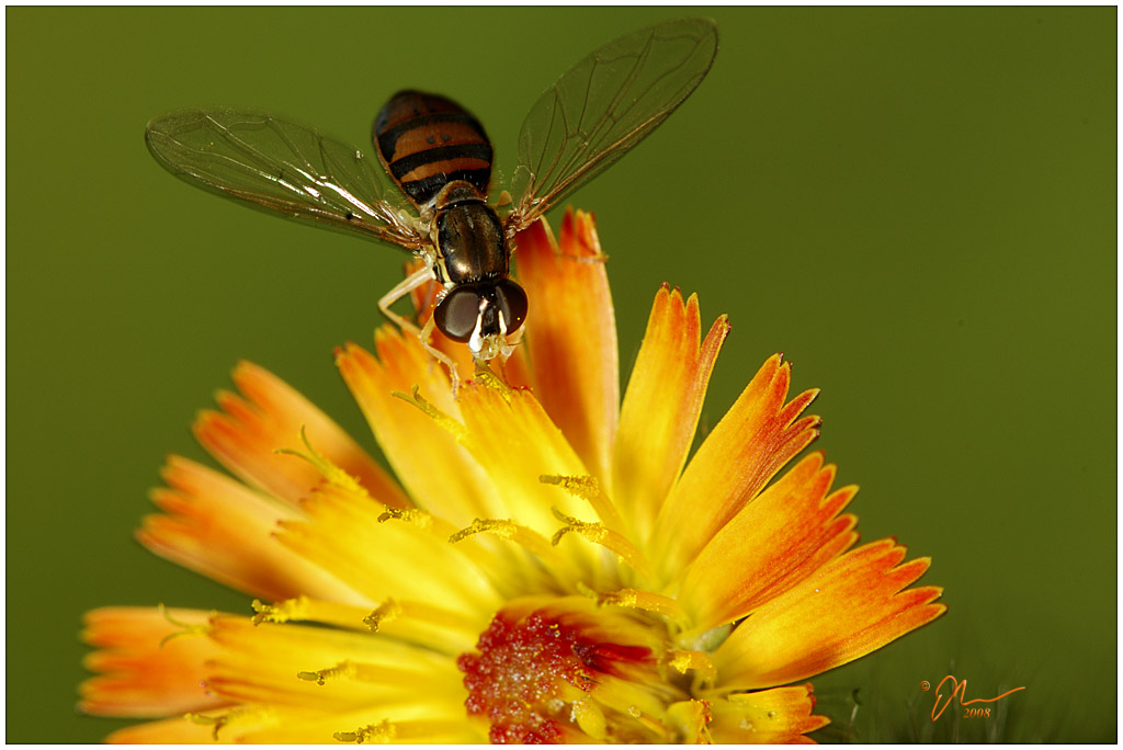 hoverfly.jpg