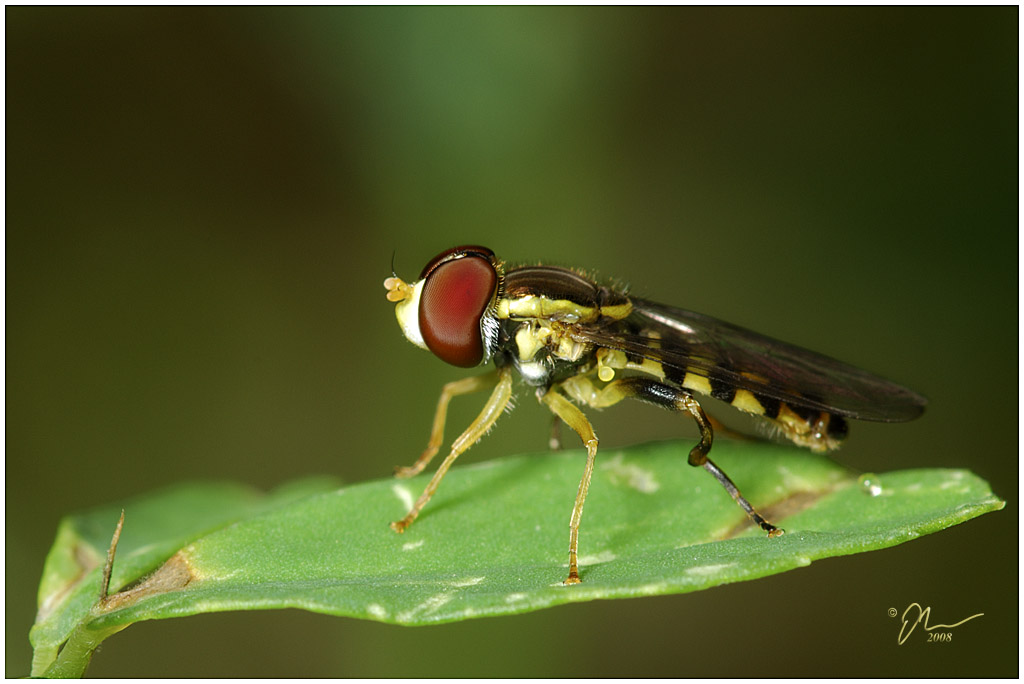 hoverfly2.jpg