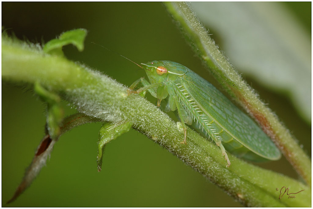 leafhopper.jpg