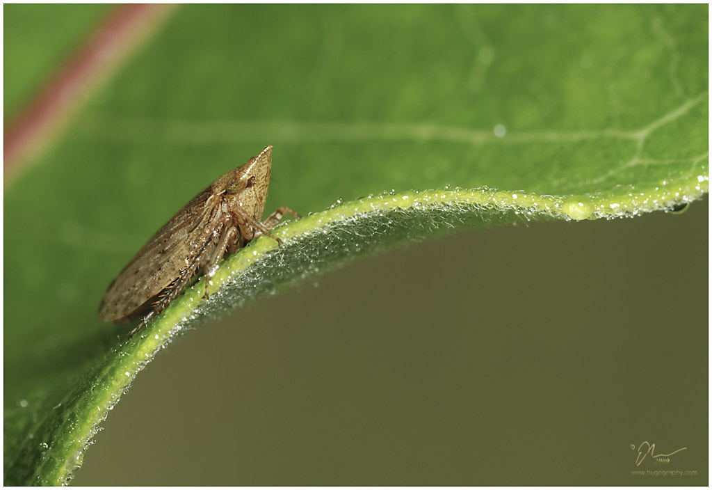 leafhopper2.jpg