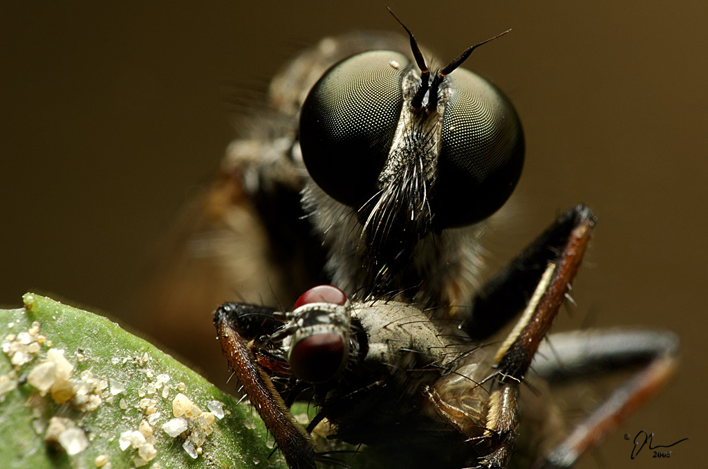 robber+fly.jpg