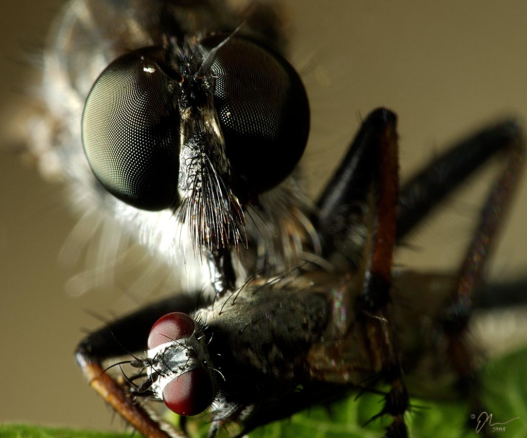 robber+fly2.jpg