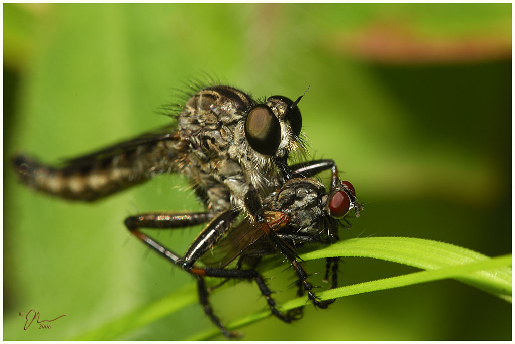 robber+fly3.jpg