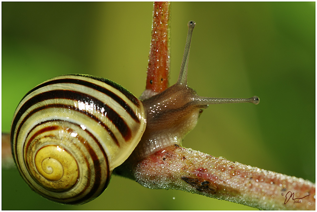 snail.jpg