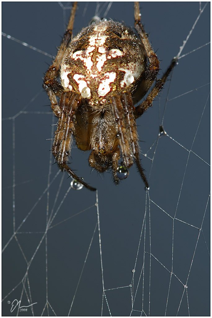 spider44.jpg