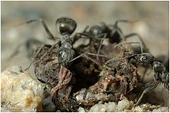 antwork5