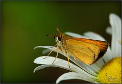 bfly16