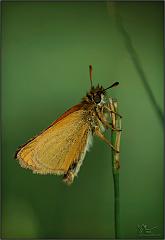 bfly19