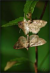 bflys_mating