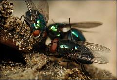 bottleflies