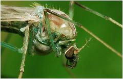 cranefly3detail