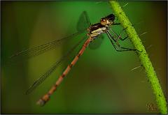 damsel3