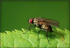 fly15