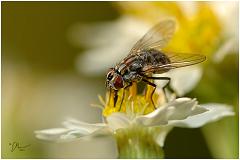 fly7