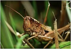 hopper5