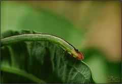 inchworm