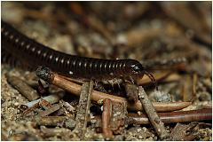 millipede