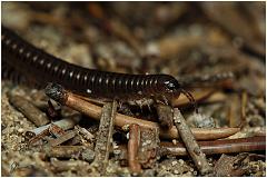 millipede