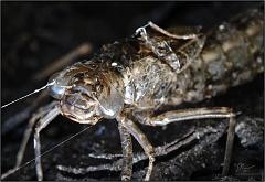 shellbug2
