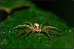 spider13