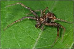 spider59