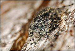 spider86