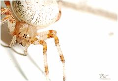 spider87