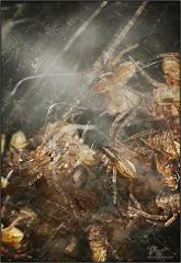 spidernest3