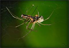 spiders_mating