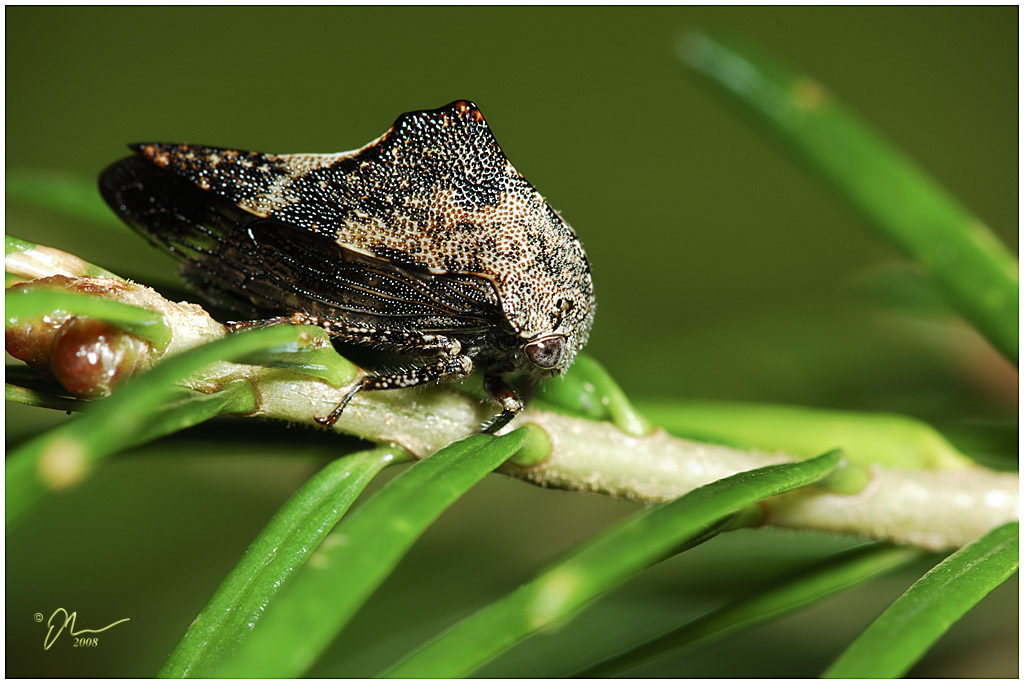 treehopper.jpg