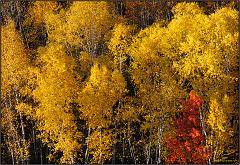 Fall_2010_14