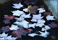 Fall_2010_18