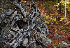 Fall_2010_3