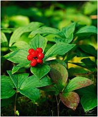 bunchberry2