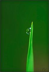 dew