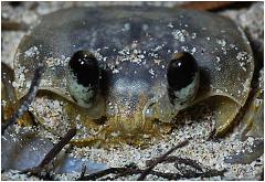 crab1