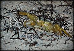 crab4