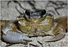 crab5