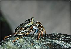 crab7