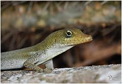 lizard2