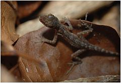 lizard3
