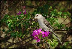 stl-bird
