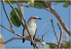 stl-bird2
