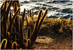 stl-cactus