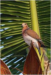 stl-dove